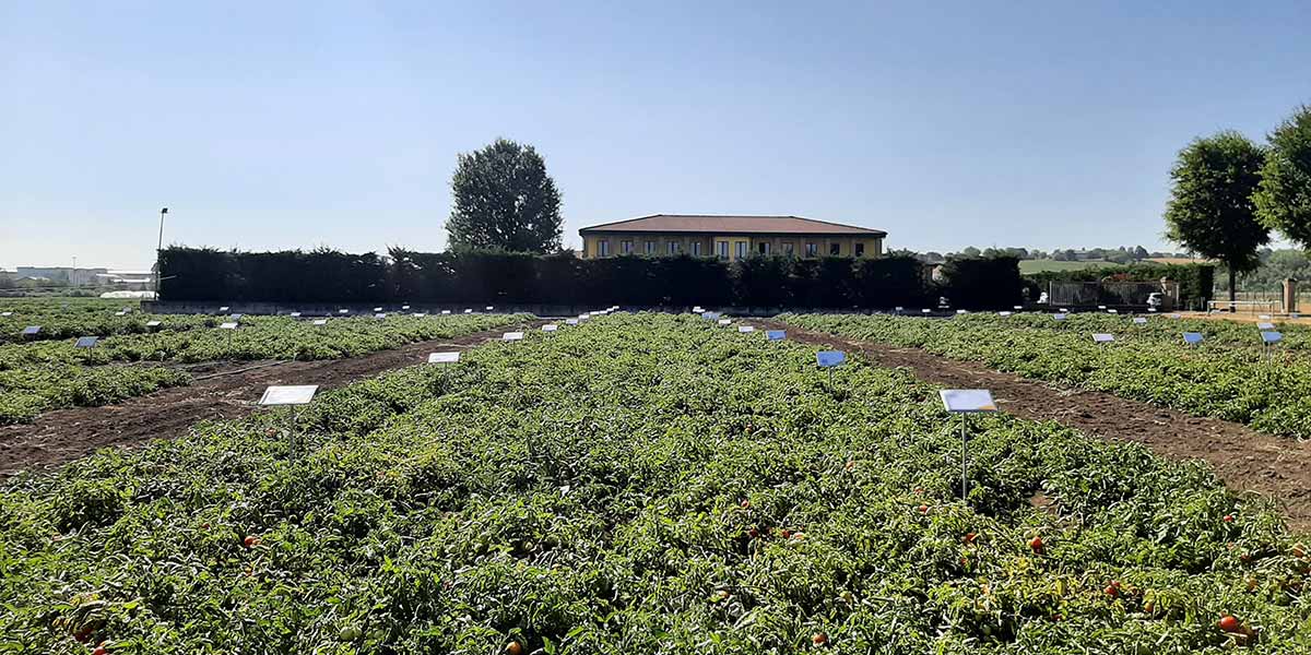 Arrivano i Field Days di ISI Sementi